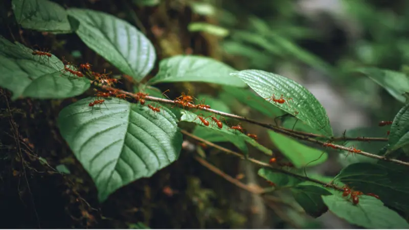 Why Some Plants And Insects Depend On Ants To Survive