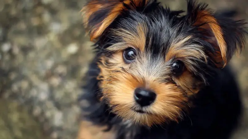 How to Protect Your Dog from Fleas and Ticks Naturally - Safe, Effective Remedies Every Pet Owner Should Know