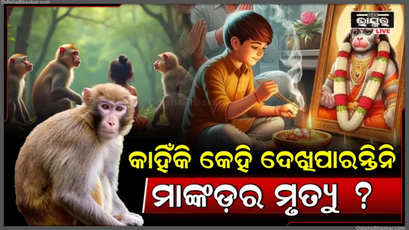 କେବେ କେହି ଦେଖିଛନ୍ତି କି ମାଙ୍କଡ଼ର ମୃତ୍ୟୁ, ଯଦି ନାଁ ତେବେ କାହିଁକି, ଆସନ୍ତୁ ଜାଣିବା ଏହା ପଛର ପ୍ରକୃତ ରହସ୍ୟ