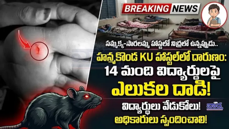 కేయూలో ఎలుకల దాడి.. 14 మందికి గాయాలు