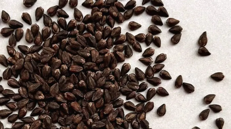 Tartary buckwheat: Why it's good for your health