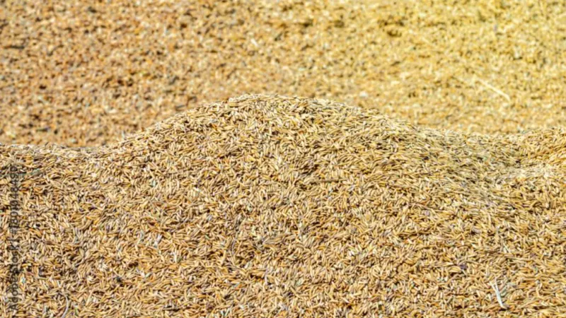 छत्तीसगढ़ में तीन साल में खरीदा गया 4 लाख टन धान, किसानों को मिले 1.50 लाख करोड़ रुपये