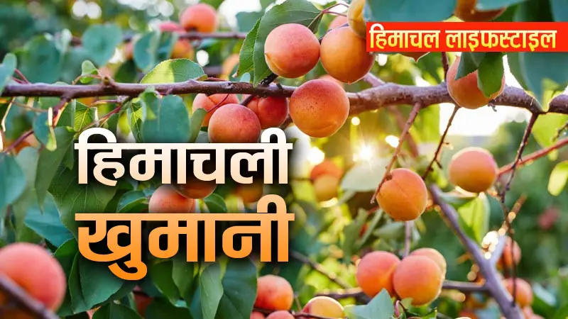 सीजन की शानदार शुरुआत, बागबानों की खुशियों में चार चांद लगा रही खुमानी - Divya Himachal
