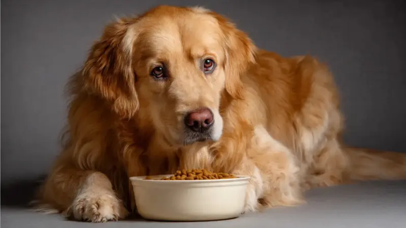 Smart Feeding Habits Every Pet Owner Should Follow For A Healthier And Happier Companion