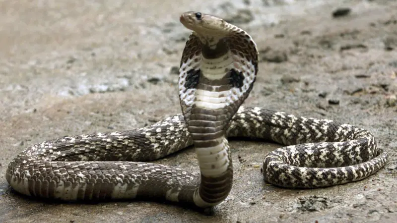 Study explains why snakebites are a taboo subject in Arunachal