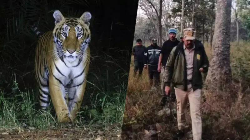 From 10 to 42: How a Telangana forest quadrupled its tiger count in 9 years