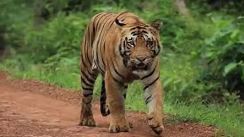 మహారాష్ట్రలో దారుణం... పులి దాడిలో నలుగురు మహిళల మృతి