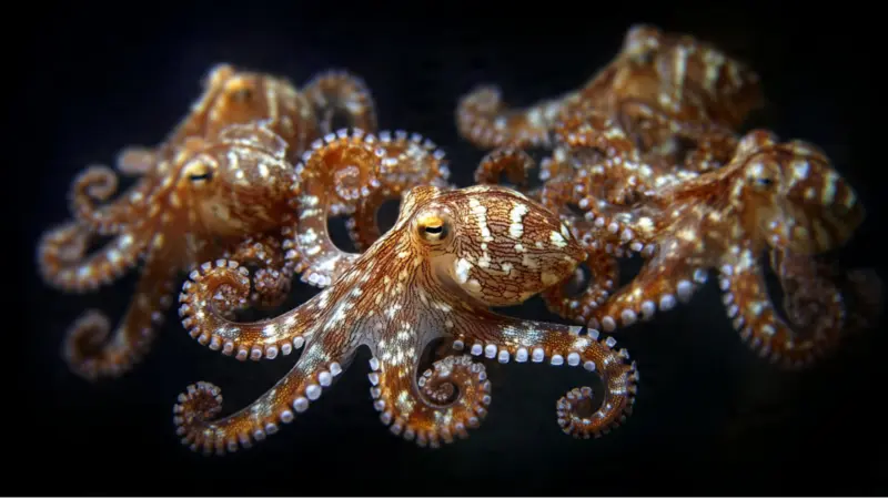 Why Nature Makes Male Octopuses Give Up Their Arm
