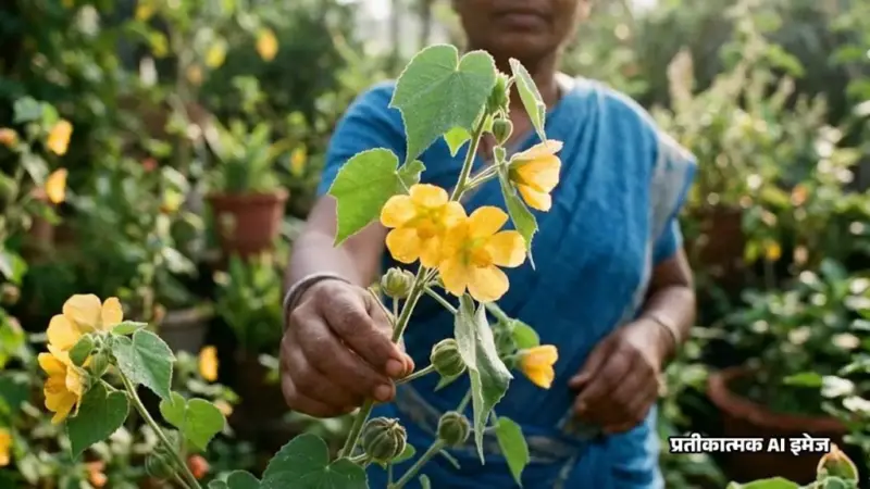 शरीर की हर कमजोरी दूर कर देगा 'अतिबला', इस सुनहरे फूल वाले पौधे में छिपा है सेहत का खजाना