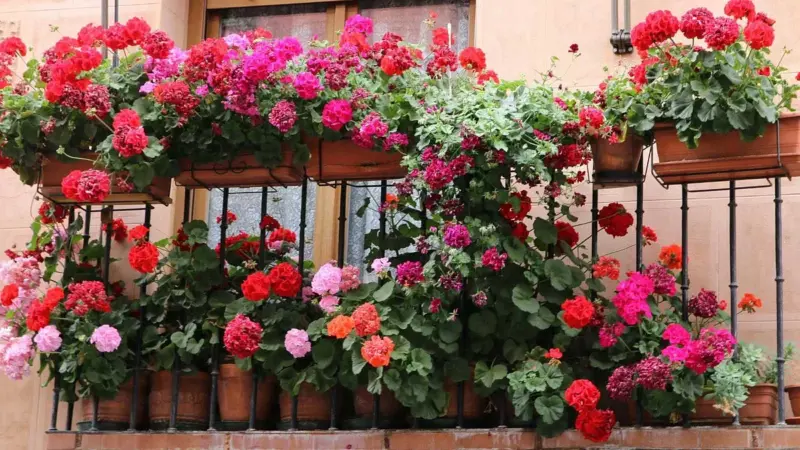 சிறிய பால்கனிகளில் கண்கவர் செங்குத்து தோட்டம் அமைக்க சில யோசனைகள்!