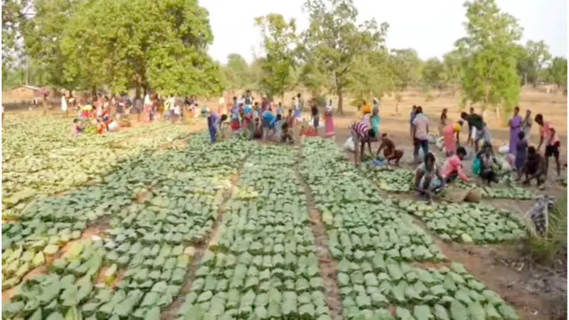 बस्तर में हरा सोना की रिकॉर्ड खरीदी की उम्मीद : 1300 से ज्यादा फड़ों में होगी तेंदूपत्ता खरीदी, हजारों परिवारों के घर पहुंचेगी खुशहाली