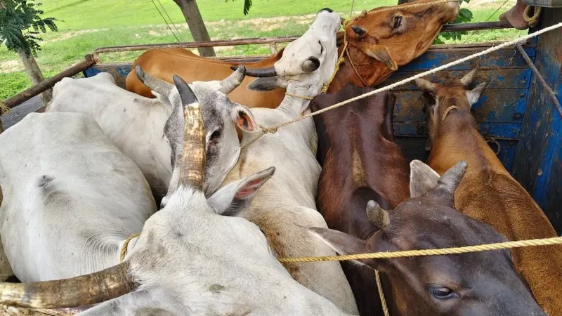 Alleged Cow Smuggling Bid Foiled in Udharbond, One Handed Over to Police