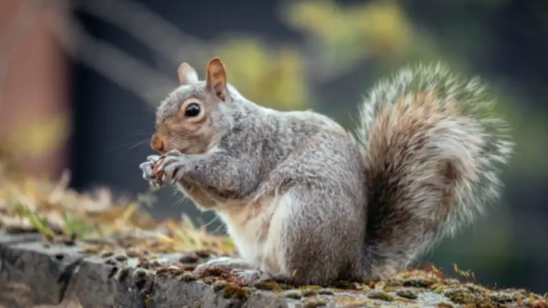 Can You Legally Keep a Squirrel as a Pet in India? Laws, Risks and Important Facts