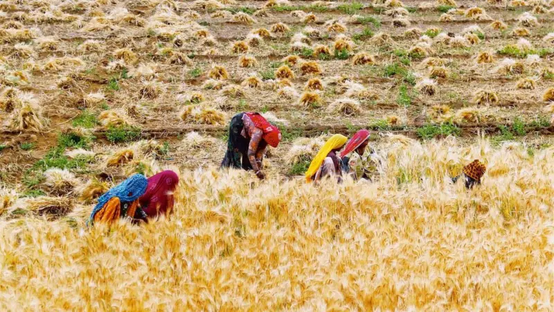 India's farm output seen surging to record levels, buoyed by wheat
