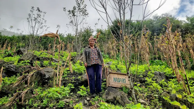World Bee Day 2026: In Northeast India, the disappearance of bees signals a deeper ecological crisis