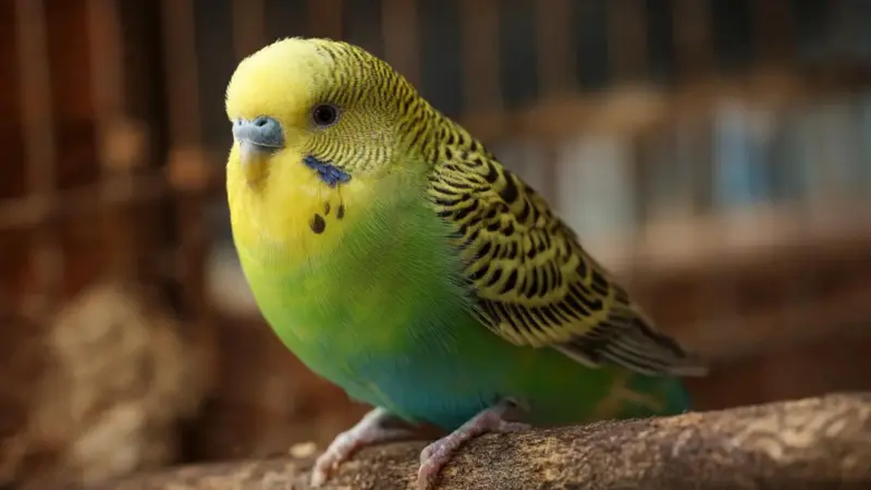 How To Teach Your Bird To Talk Faster At Home With Simple Daily Training Methods