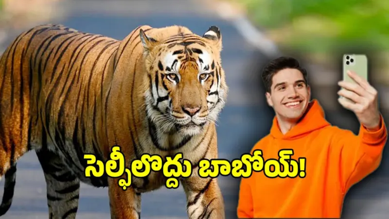 పులితో రియల్ సెల్ఫీలు దిగాలా.. ఇక ఆ ఆశలు వదులుకొండి..?
