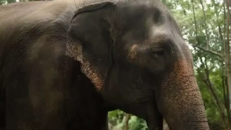 Elephant deployed in Hyderabad's Muharram procession moved to Vantara amidst controversy