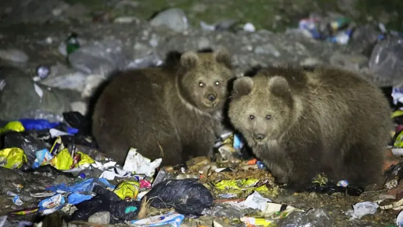 Tourism activities negatively impacted Himalayan brown bear habitat in Kashmir: JKPCC to NGT