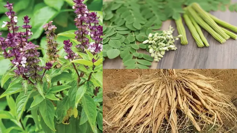 மூலிகைகளை மூலையில் கிடத்தாதீர்கள்! அவற்றின் முக்கியத்துவத்தை மறக்காதீர்கள்!