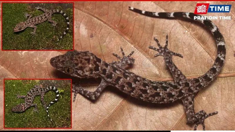 New Cyrtodactylus Gecko Species Found in Northeast India