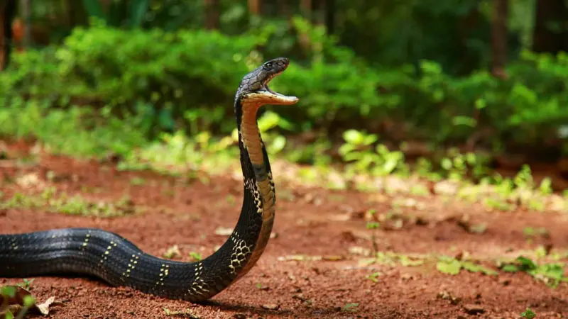 ராஜ நாகம் உண்மையான நாகமே இல்லை!