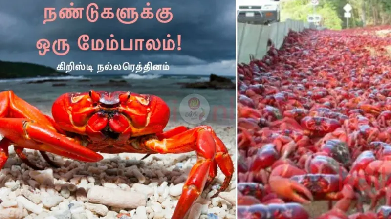 நண்டுகளுக்கு ஒரு மேம்பாலம்!  செந்நிற நண்டுகளின் வாழ்க்கையின் மர்மம்!