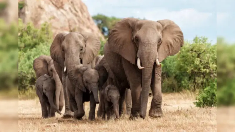 Do Elephants Really Have 'Names' for Each Other? New Research Says It's Possible
