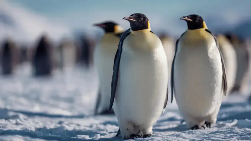 How Penguins Survive The Harsh Antarctic Cold With Remarkable Natural Adaptations And Behaviour