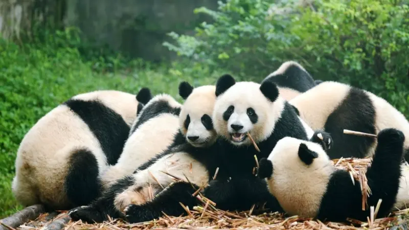 What is a Group of Pandas Called?