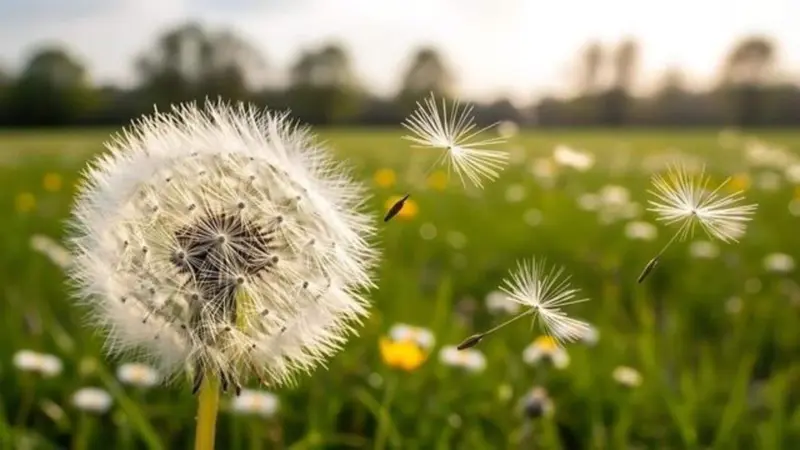 How to grow dandelions indoors