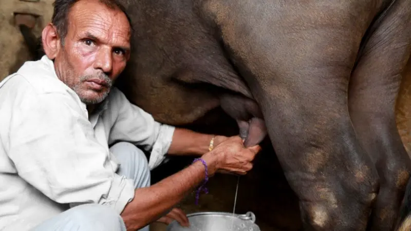 गर्मी में दुधारू पशुओं की इस तरह करें देखभाल, नहीं घटेगा दूध उत्पादन.. जानें पशु चिकित्सक की सलाह