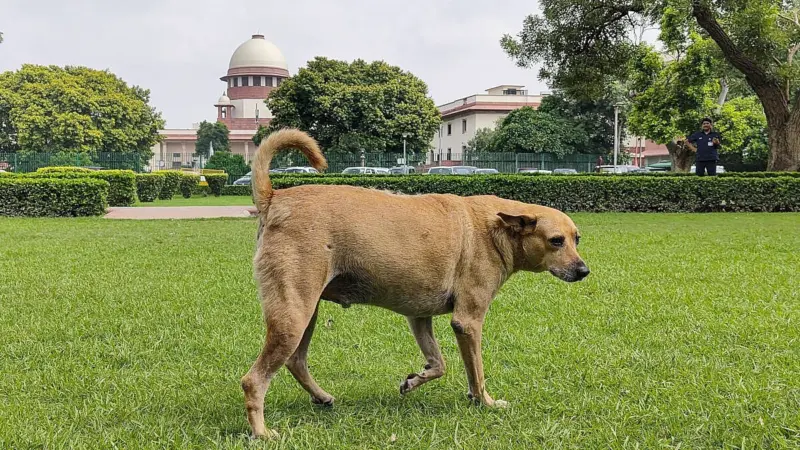 Supreme Court reserves judgment in stray dogs case