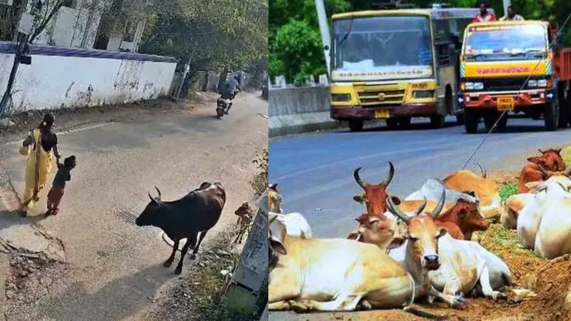 சாலையில் சுற்றித் திரியும் கால்நடைகள்: ஆபத்துகளைத் தவிர்க்க சில பயனுள்ள தீர்வுகள்!