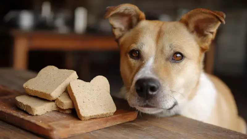 Simple DIY Healthy Snack Recipes For Dogs That Keep Your Pet Happy, Active And Nourished