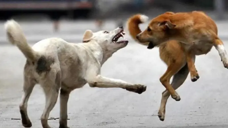 इंदौर में कुत्तों का खौफ! 2026 में अब तक 13 हजार से ज्यादा लोगों को बना चुके हैं शिकार