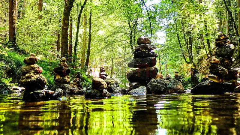 இயற்கை வழங்கிய கலைஞர்கள்: விலங்குகளின் கலைத்திறன்!