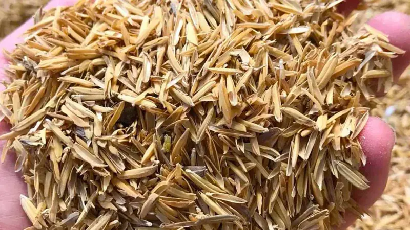 நெல் உமியில் மறைந்திருக்கும் உபயோகத்தை அறிந்தால் நீங்களே ஆச்சரியப்படுவீங்க!