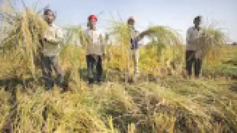 Yogi orders crop loss assessment, compensation for farmers after rains