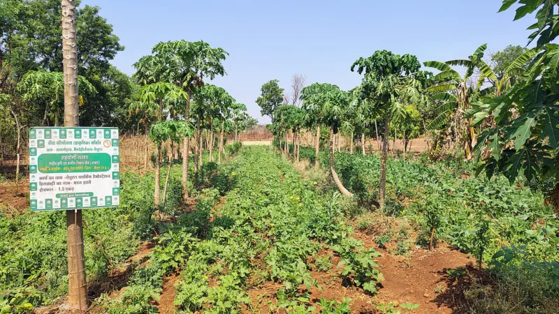 Once driven by crop failure and migration, Betul's villages are reclaiming agriculture through farmer-led natural farming