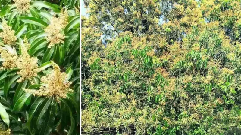 Delayed Flowering, Surge in Pests Threaten Mango Yield in Karimnagar, Warangal