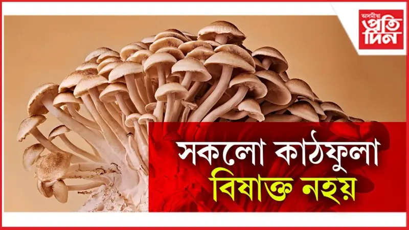 Mushroom Benefits: বহু উপকাৰী গুণৰে ভৰপুৰ কাঠফুলা