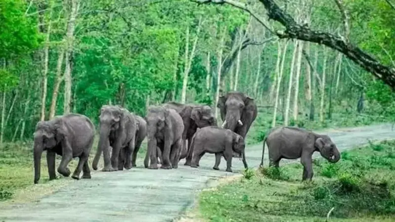 முதல்முறை டிஎன்ஏ ஆய்வு: இந்தியாவில் இருக்கும் யானைகளின் உண்மையான எண்ணிக்கை இதுதான்!