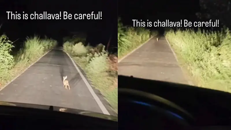Omen Or Animal Behaviour? Woman Warns Of 'Challava' Spotting During Late Night Travel: Says, 'This Is Terrifying, Be Careful'