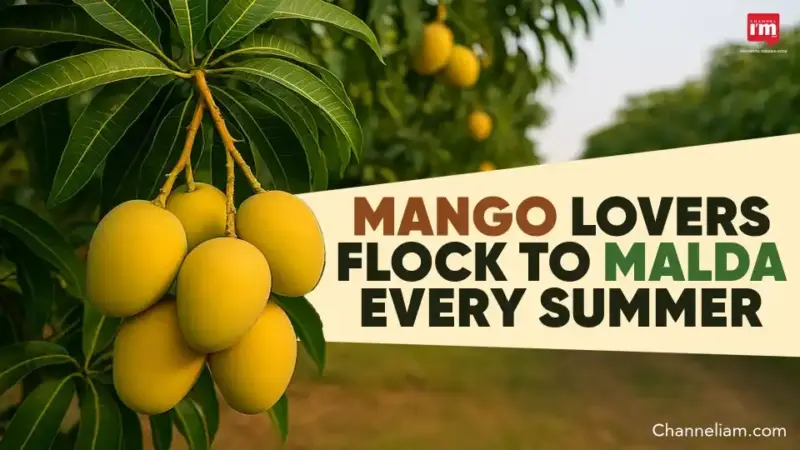 Malda's Mangoes Draw Visitors