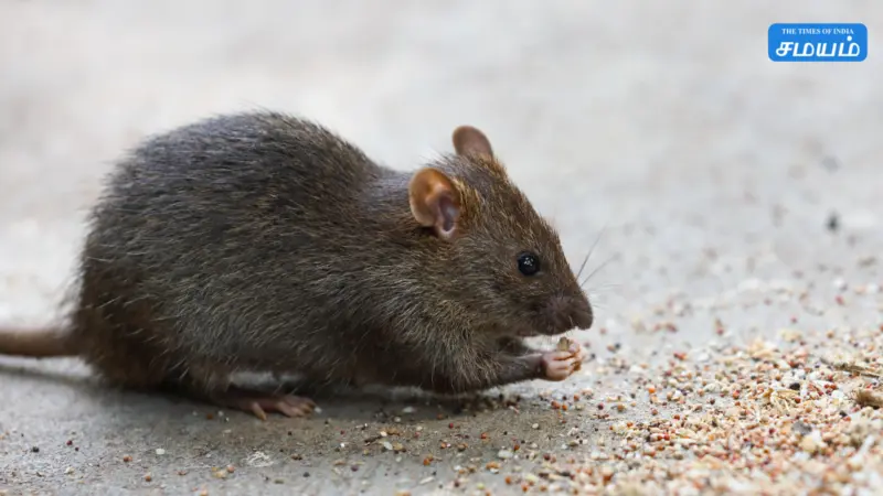Hantavirus : சொகுசு கப்பலில் ஹண்டா வைரஸால் 3 பேர் பலி: மனிதர்களுக்கு எப்படி பரவும்? அறிகுறிகள் மற்றும் தடுப்பு நடவடிக்கைகள்