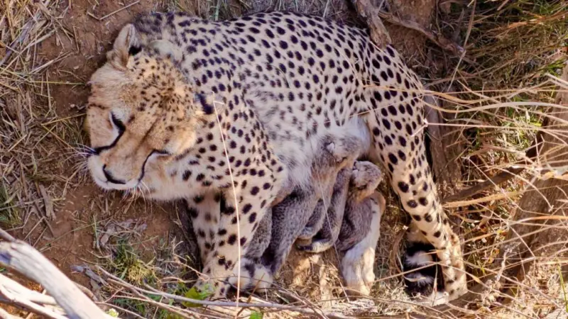 Total cheetah population in India reaches 53 after five cubs born at Kuno National Park