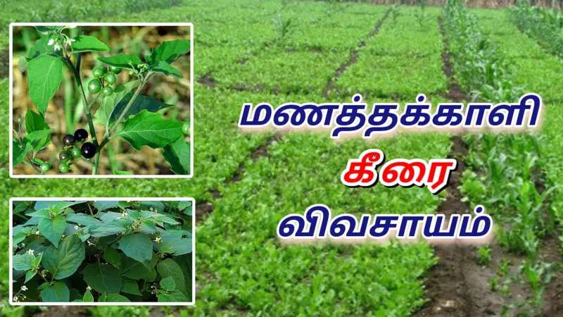 குறைந்த செலவில் தொடர் லாபம்... மணத்தக்காளி கீரை விவசாயம்!