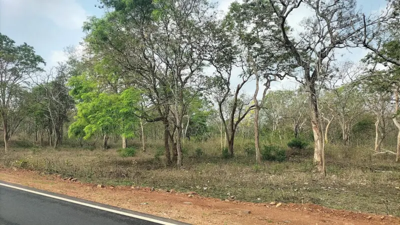 Rains offer brief respite from wildfire risk in Mysuru region