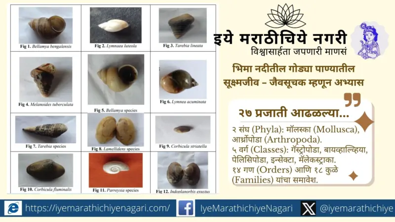 भिमा नदीतील गोड्या पाण्यातील स्थूलअपृष्ठवंशीय- जैवसूचक म्हणून अभ्यास